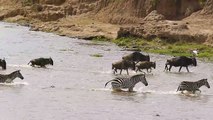 Traversée dangereuse pour ces zèbres entourés de crocodiles énormes