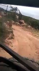 Un lion se met à courir après une jeep... terrifiant