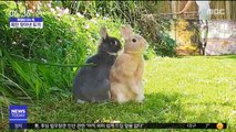 [이슈톡] 토끼는 폭탄 전문가?…칠레서 땅 속 폭탄 잇따라 발견
