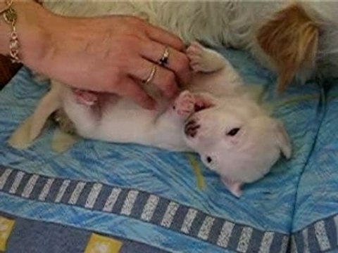 Jack russel chiots 20jrs