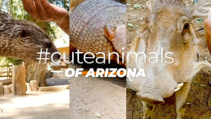 #cuteanimals of Arizona at Wildlife World Zoo Part 1