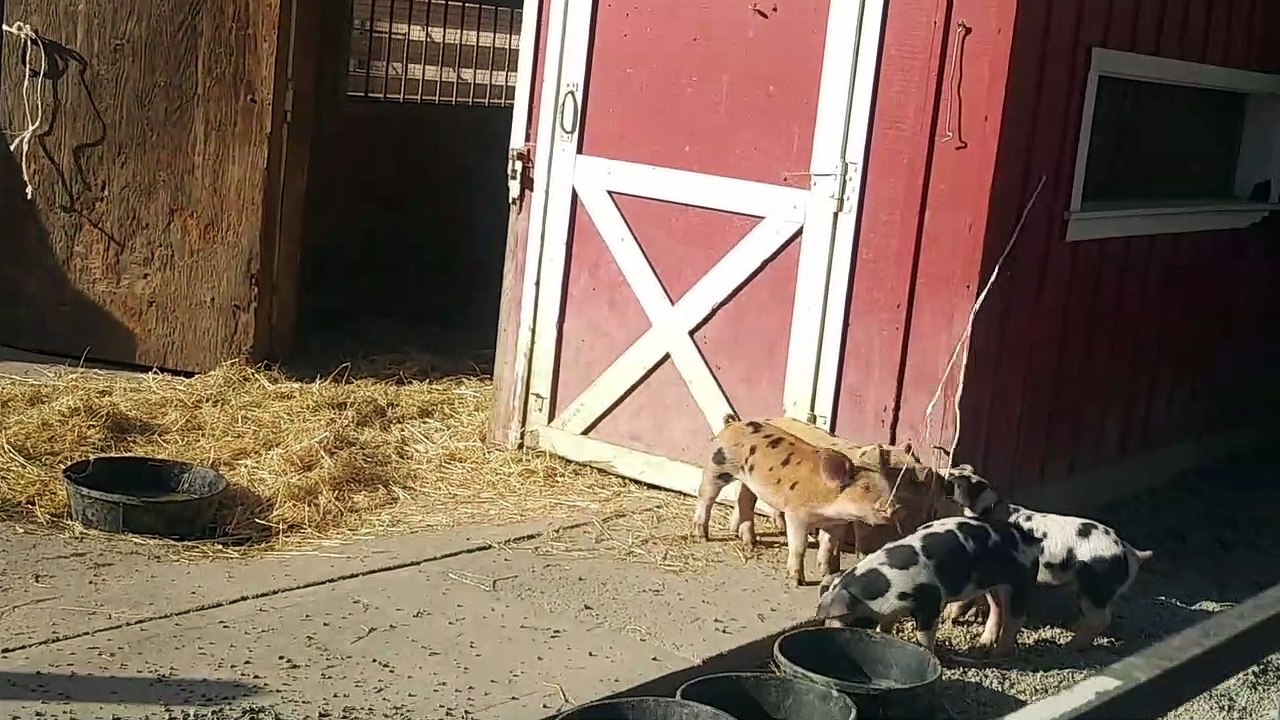PIGLETS PLAYING WITH A SYNTHETIC ROPE IN THE LITTLE FARM