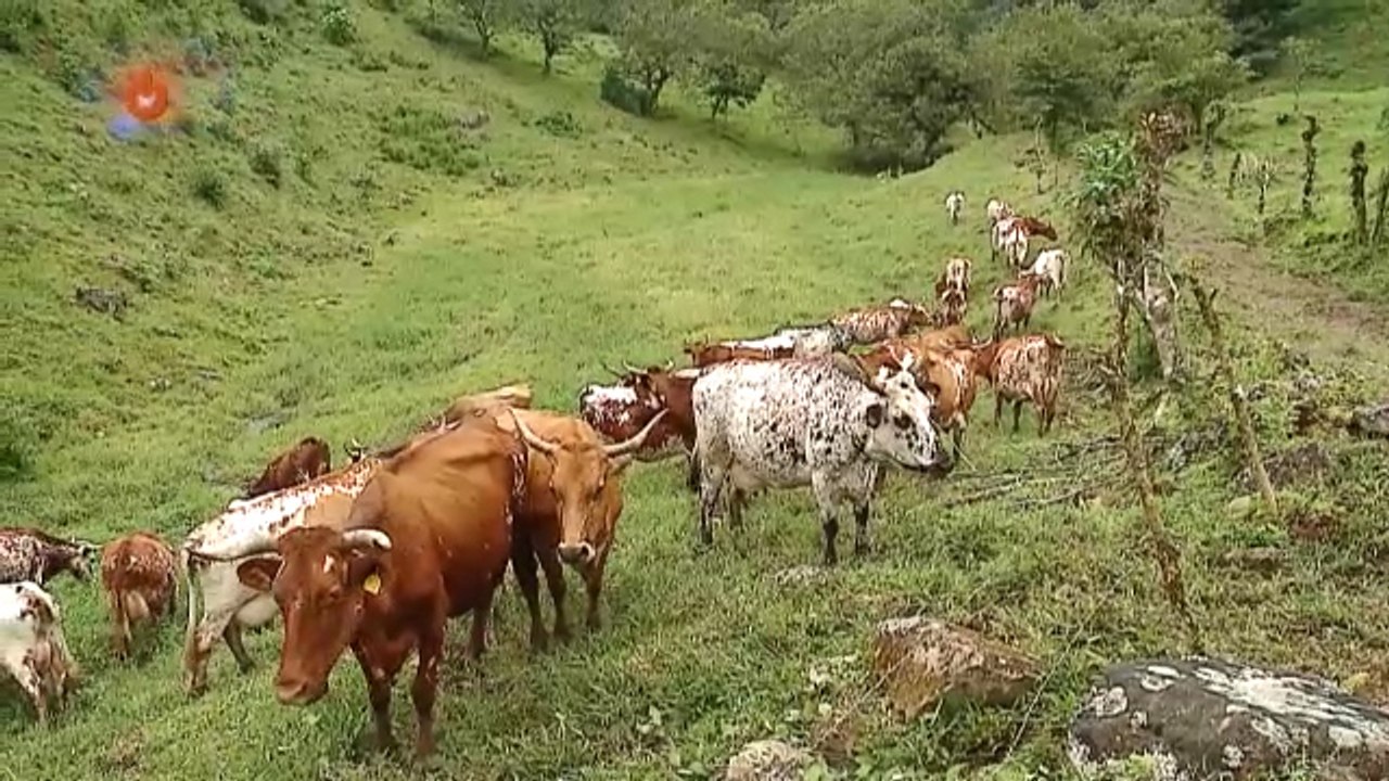 Juró a su abuelo seguir tradición de 100 años qn+-Juró a su abuelo seguir tradición de 100 años-151019