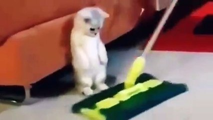 Look at this one cat's reaction, it's really funny