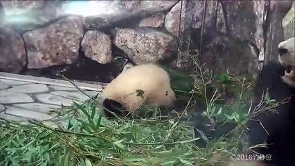 ときどきフリーズするおかあさんパンダ良浜【with結浜】