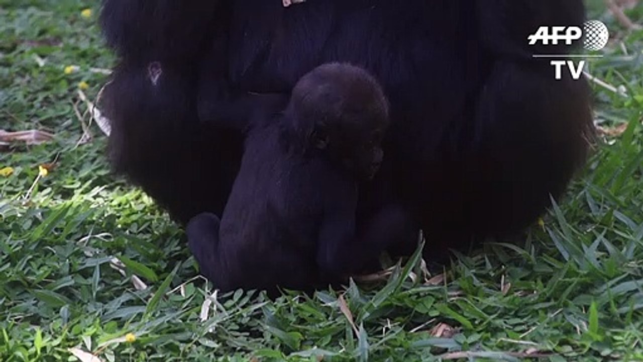 Critically endangered baby gorilla born in Brazil zoo
