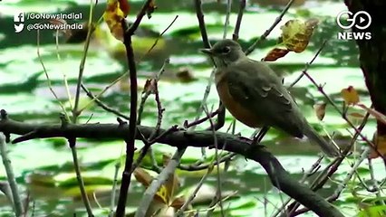 अमेरिका से 50 सालों में गायब हुए तीन अरब पक्षी