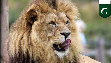 Pet lion unleashed on Pakistani man for demanding wages
