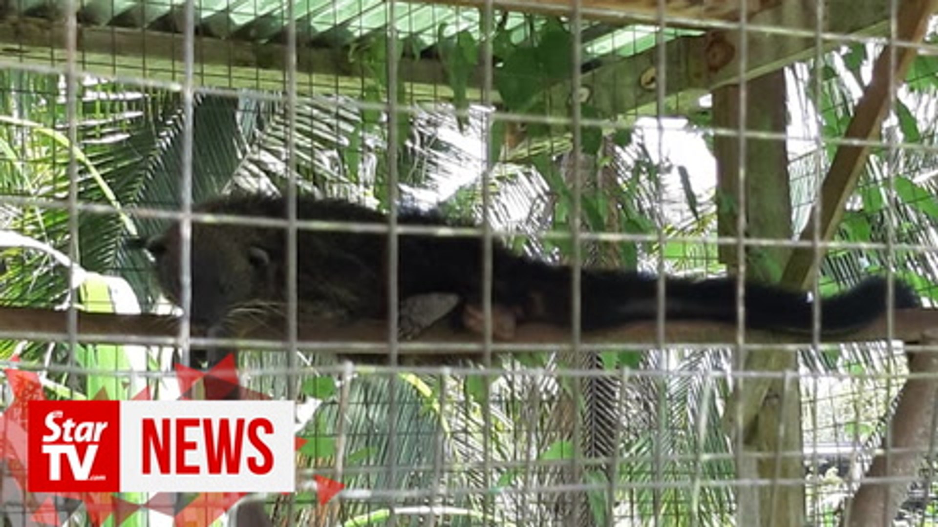 ⁣Illegal wildlife farm near Sibu raided, over two dozen endangered animals rescued