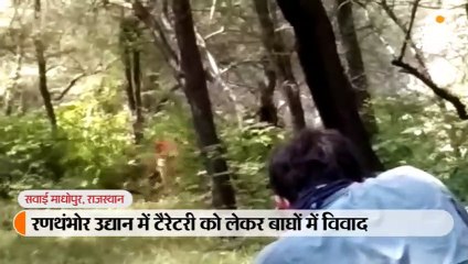 10 माह में चौथी बार भिड़े बाघ, दोनों घायल