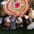 Things you need to know about your guinea pigs - Naturee Wildlife