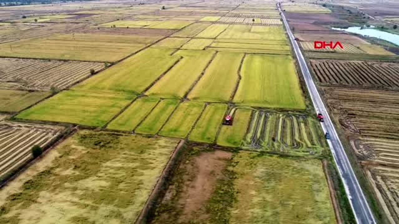 Edirne'de verimi artan çeltik hasadında sona gelindi