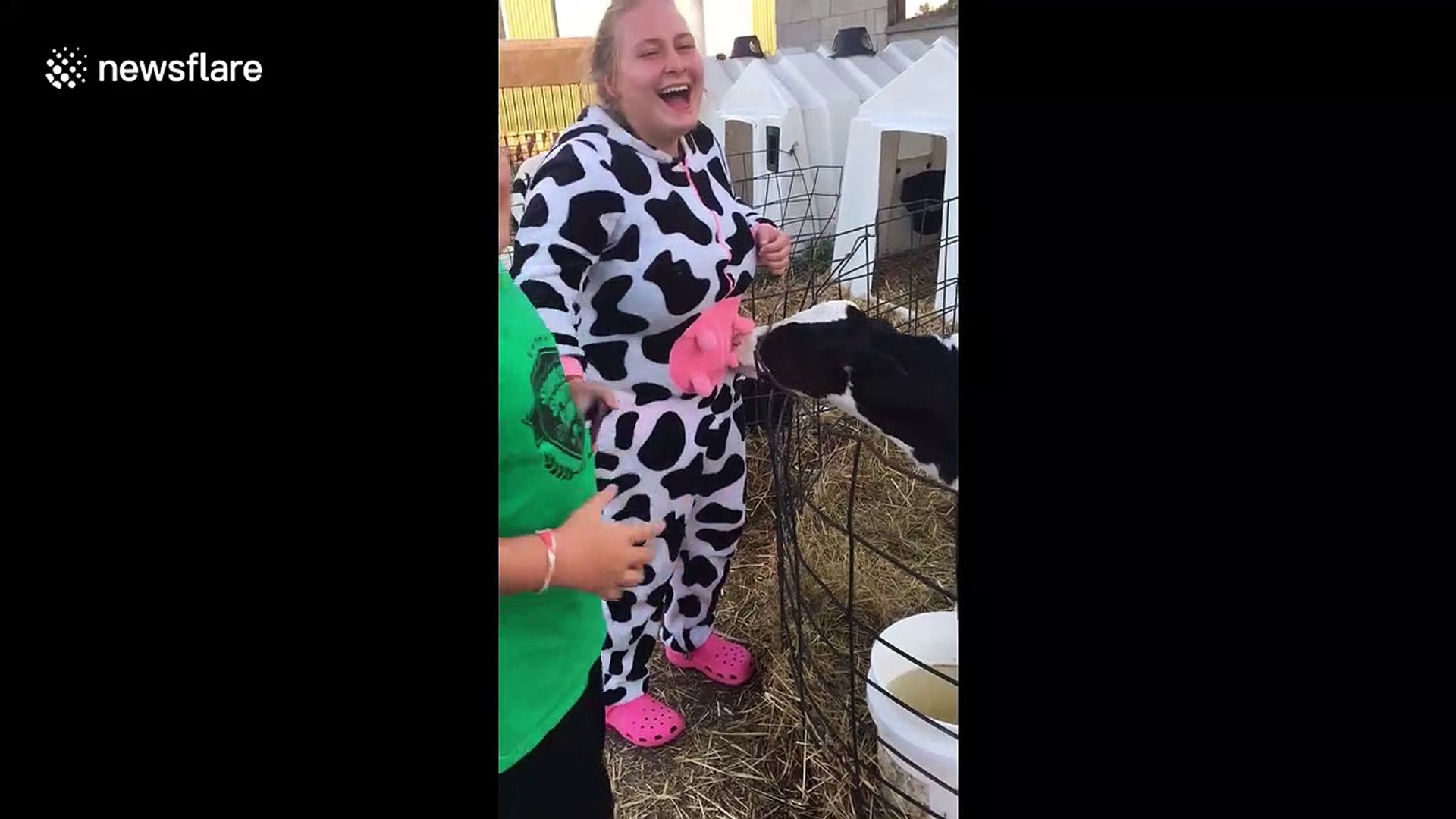 Udderly Hilarious Moment Calf Suckles On Teat Of Woman S Cow Costume Video Dailymotion