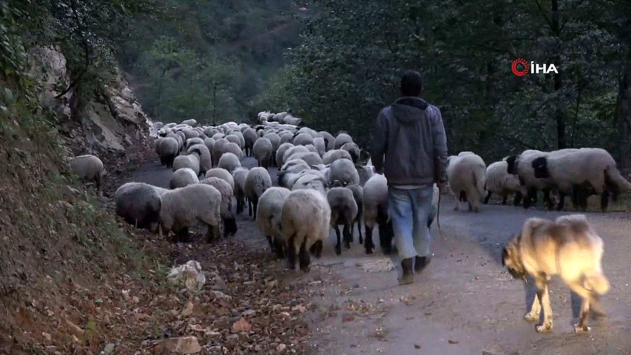 Doğu Karadeniz’de koyun sürülerinin yayladan köye zorlu dönüş yolculuğu başladı