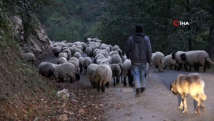 Doğu Karadeniz’de koyun sürülerinin yayladan köye zorlu dönüş yolculuğu başladı