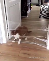 Magnifique ! Sans prendre aucun élan, ce chat réalise un saut impressionnant ! Un sacré bon en l'air !