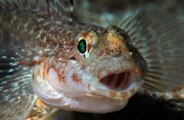 La pelea a 'escupitajos' de este par de peces tiene fascinados a los troles de internet