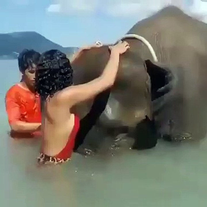 Elephant and girl