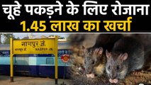 Nagpur Railway Station पर Rats का आंतक, 2 साल में 10 करोड़ रुपये खर्च | वनइंडिया हिंदी