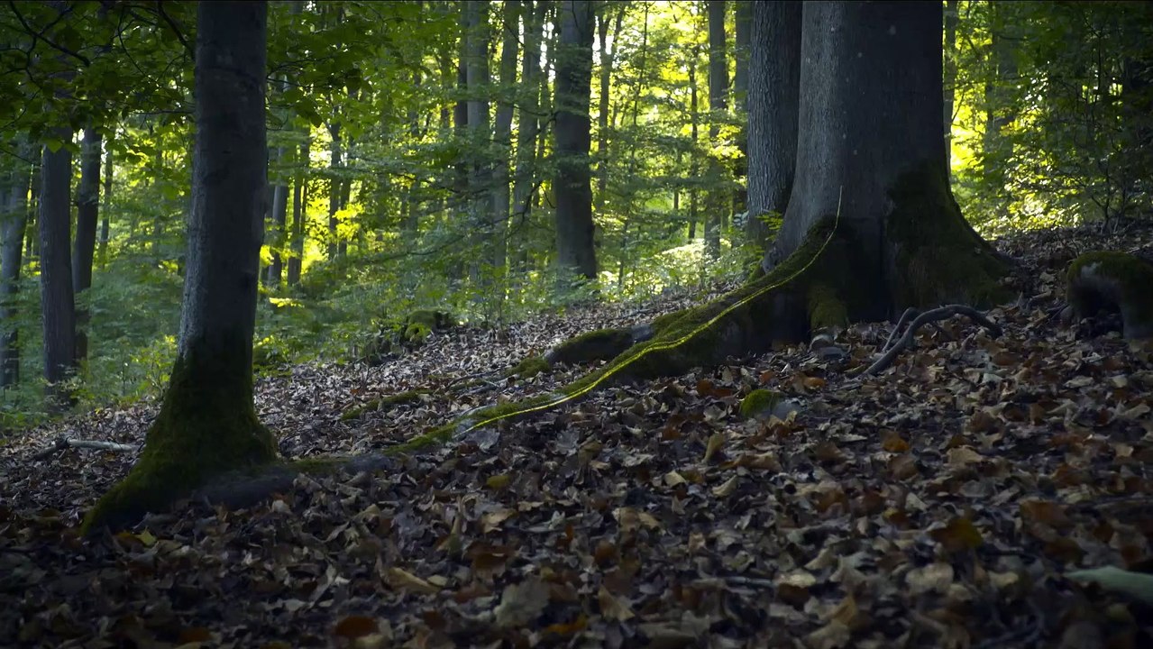 DAS GEHEIME LEBEN DER BÄUME Film Trailer