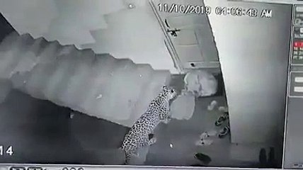 Leopard Attacking A Dog In Front Of The House | Oneindia Malayalam