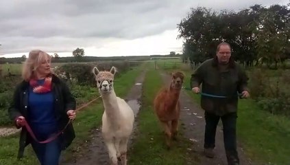 Elmet Alpacas