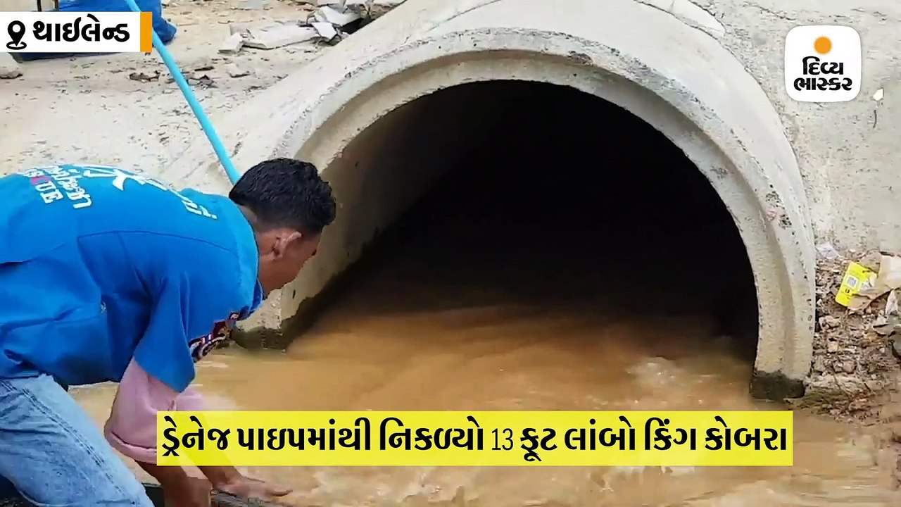 ડ્રેનેજ પાઇપમાં છૂપાઇને બેઠો હતો 13 ફૂટ લાંબો ઝેરી કિંગ કોબરા, માંડ માંડ હાથમાં આવ્યો