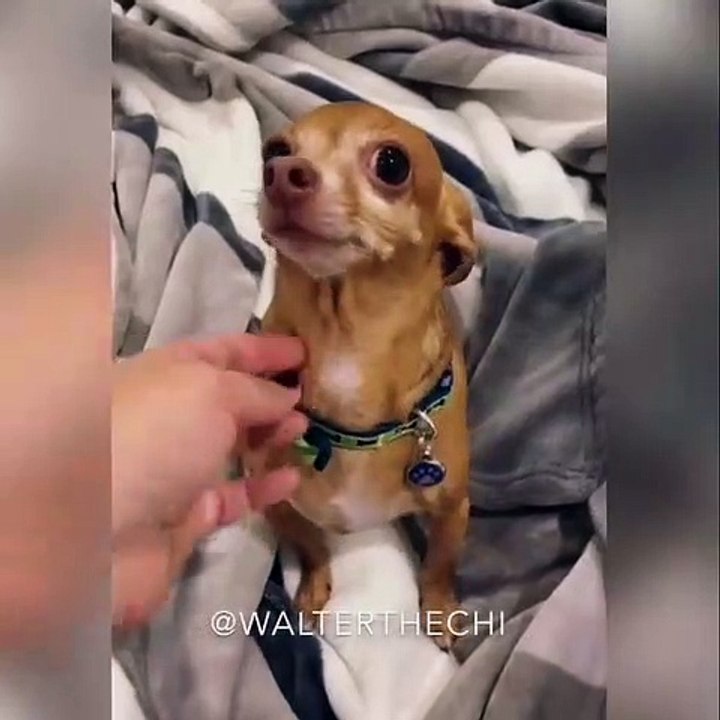 Ce chien abandonné à tous les soirs le même rituel, et c’est hyper amusant !