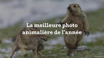 Voici la meilleure photo animalière de l’année