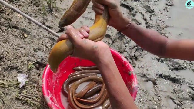 Meilleure pêche à l'huile Pêche unique en anguille avec huile de pêche
