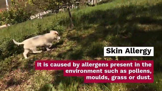Common Dog Skin Problems and its Treatments