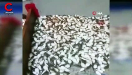 Antalya'da görüntülendi! Büyük şaşkınlık yaşadı