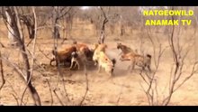 OMG#REAL#Hyenas Attack Fight 3 Lions,When Hyenas Won’t Back Down from a Lion Pride
