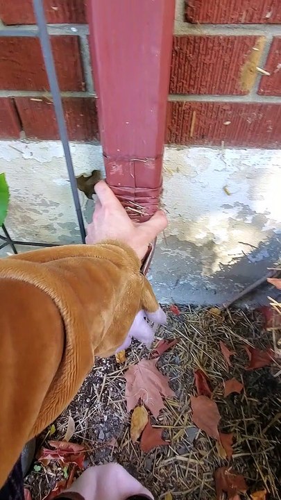 Chipmunk Rescued from Downspout Dilemma
