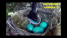 OMG#Snake Finds Eat Eggs Bird’s While Nest Mother outside