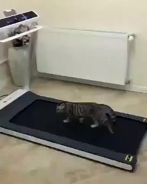 Qui a dit que les tapis roulants étaient réservés aux humains !