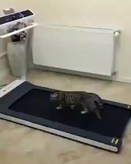 Qui a dit que les tapis roulants étaient réservés aux humains !