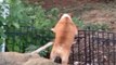 Bulldog Struggles to Climb Fence to Catch Rabbit on Other Side