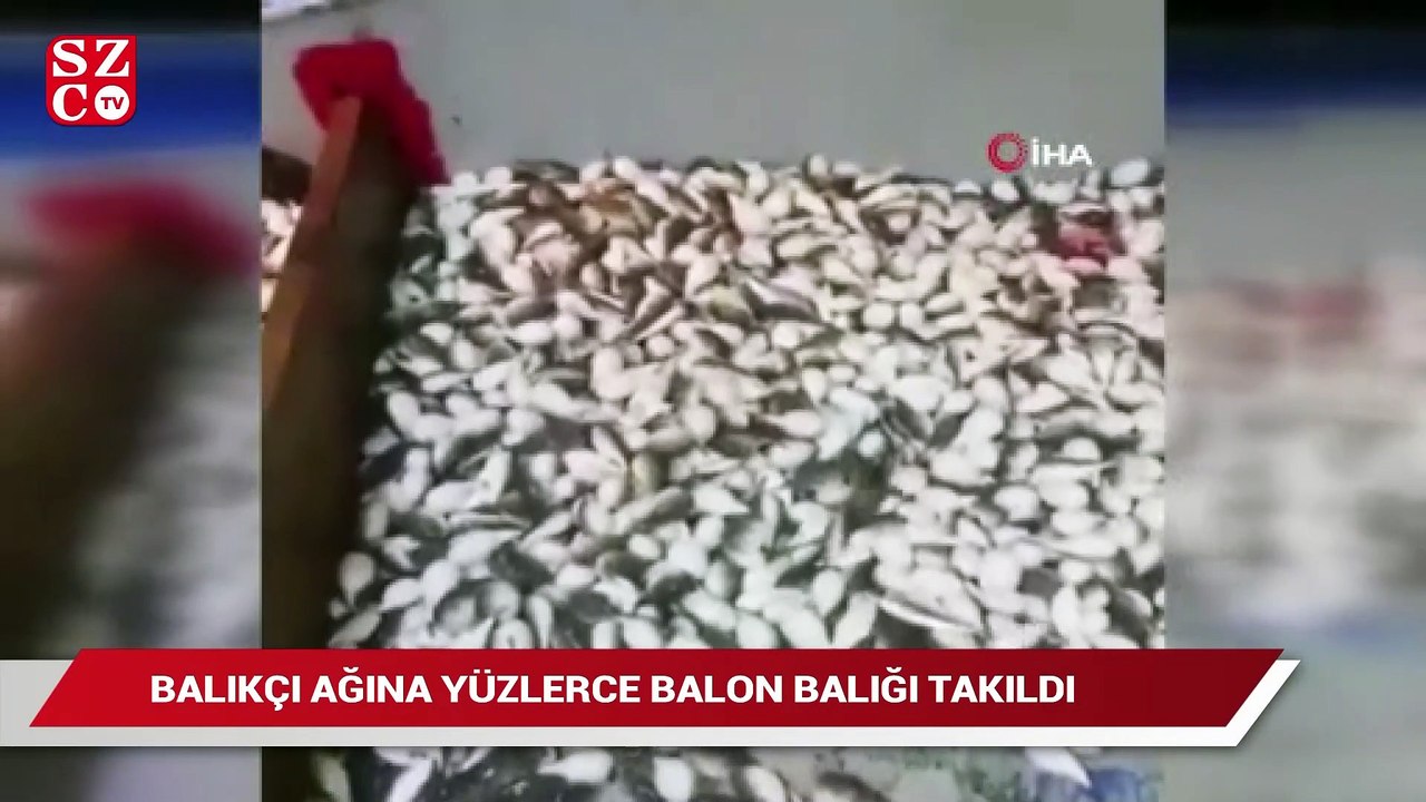 Antalya’da balıkçı ağına yüzlerce balon balığı takıldı