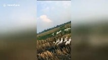 Thousands of ducklings walk across fields in Vietnam