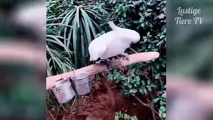 The most funny animal clip 2019