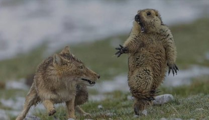 Youngqing Bao vient d'obtenir le grand prix du photographe de nature de l'année 2019