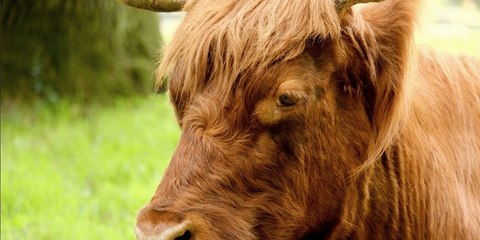 Este toro cabreado irrumpe en un partido de fútbol y embiste a los espectadores