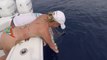 EPIC Blue Marlin attrapé en PÊCHE pour le thon à nageoires jaunes