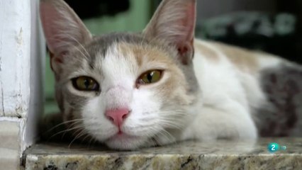 El papel de la lengua en la limpieza de los gatos