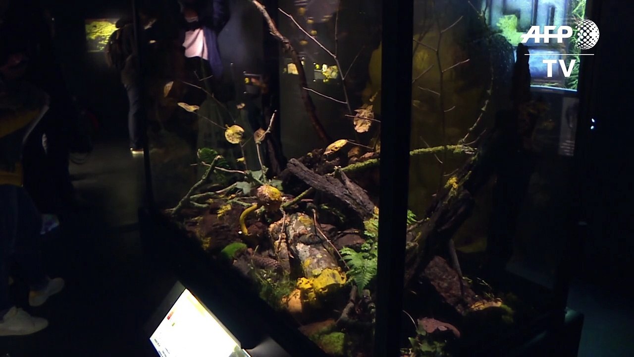 'Blob' makes first appearance at Paris zoo