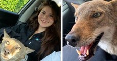 Elle sauve un chien blessé dans la rue, mais découvre plus tard que c’est un coyote