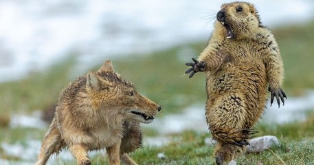 L'image de cette marmotte terrifiée par un renard élue meilleure photo animalière de l'année