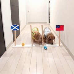 Pooches Make Rugby Predictions
