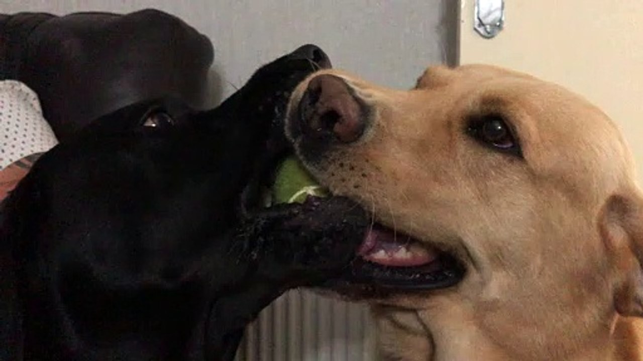 Qui lâchera la balle en premier de ces deux chiens ?